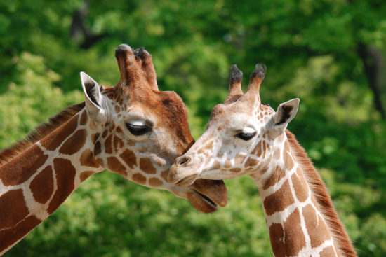 Wildparks & Tiergärten - Ausflugsziele im Salzburger Land