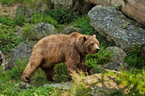 Wildparks & Tiergärten - Ausflugsziele im Salzburger Land